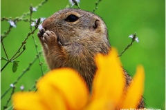 Ground-squirrel